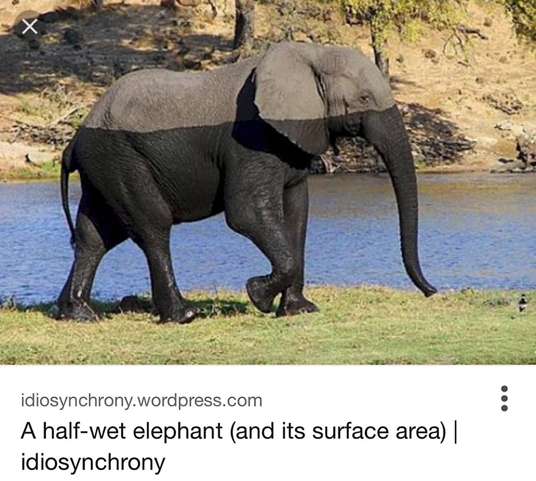 Слон демотиватор