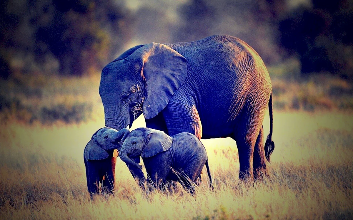 Слон и Слоненок