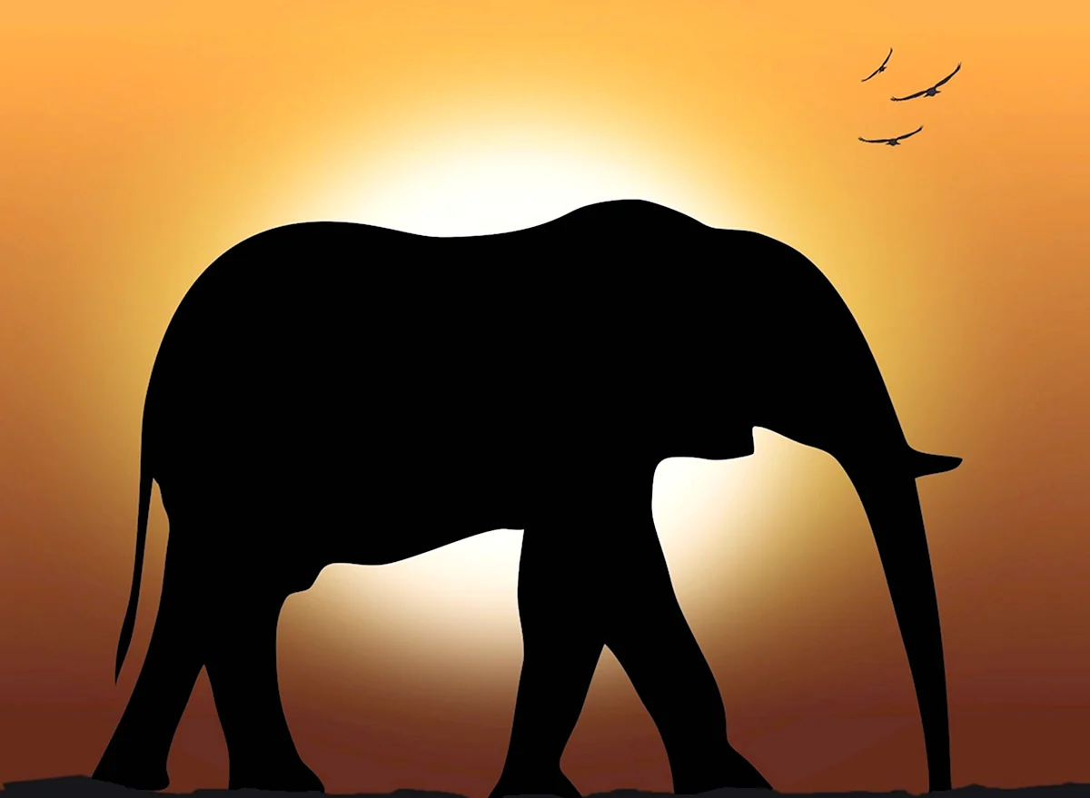 Слон на закате