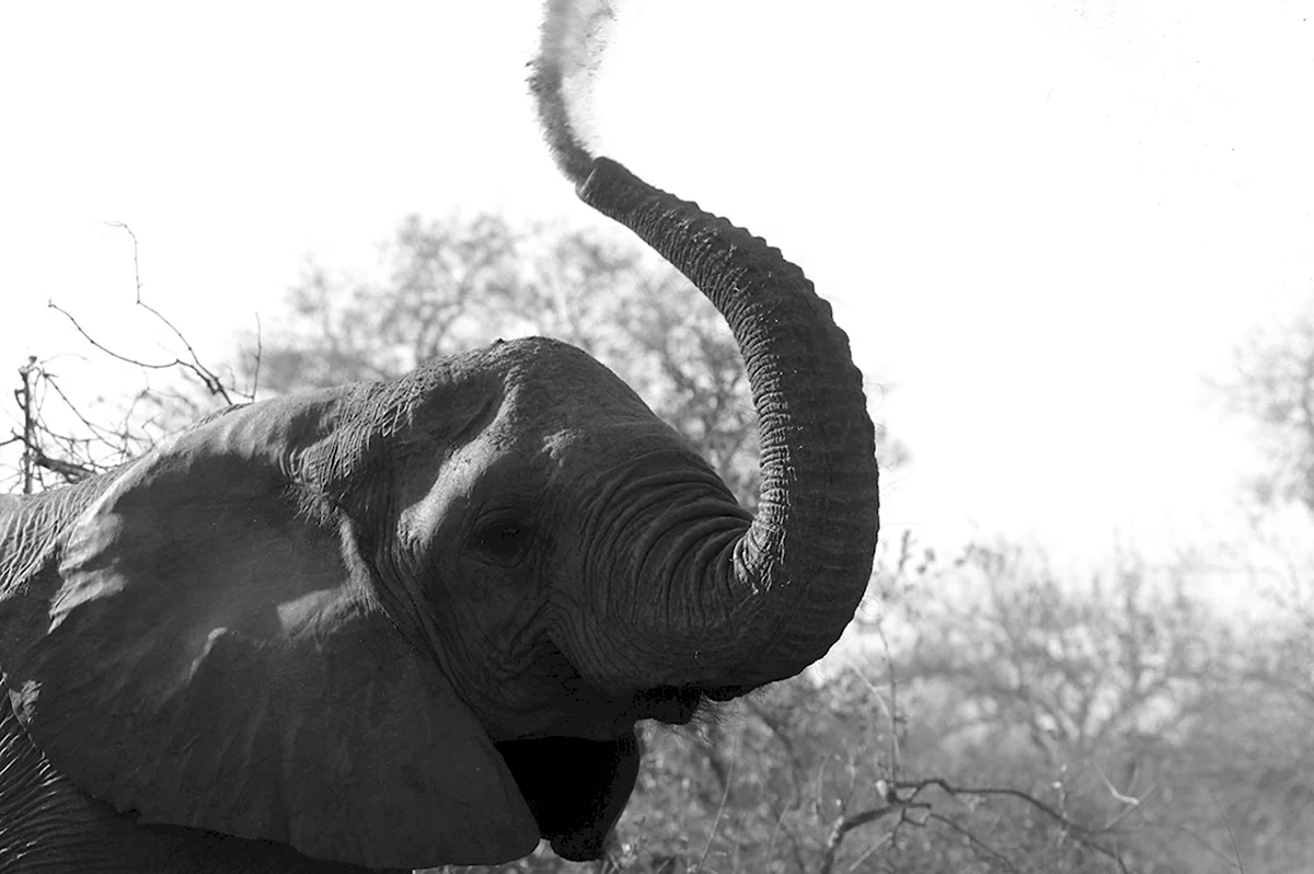 Слон с поднятым хоботом