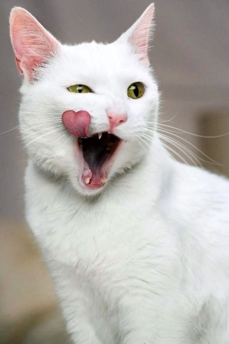 Смешная белая кошка