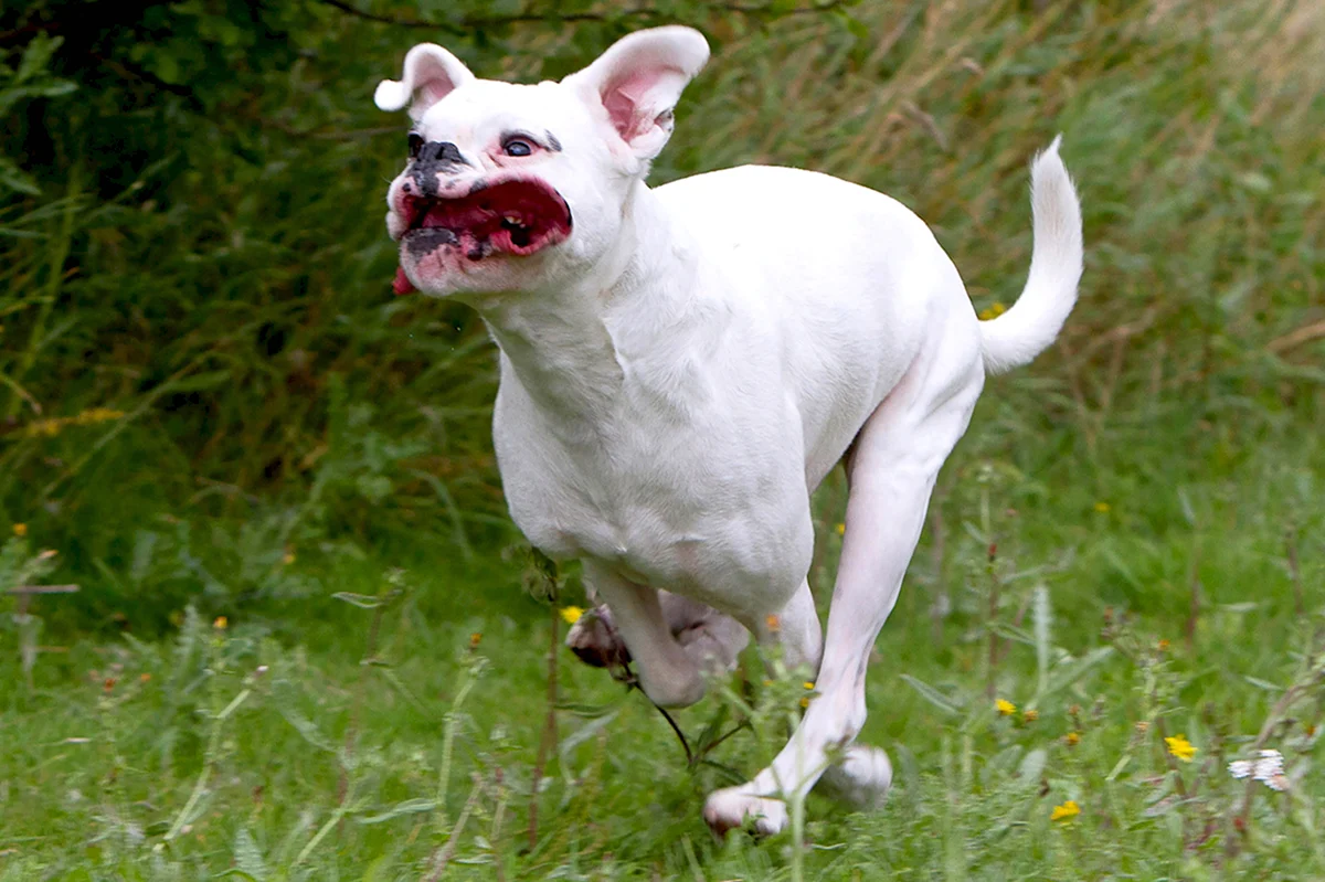Смешная белая собака