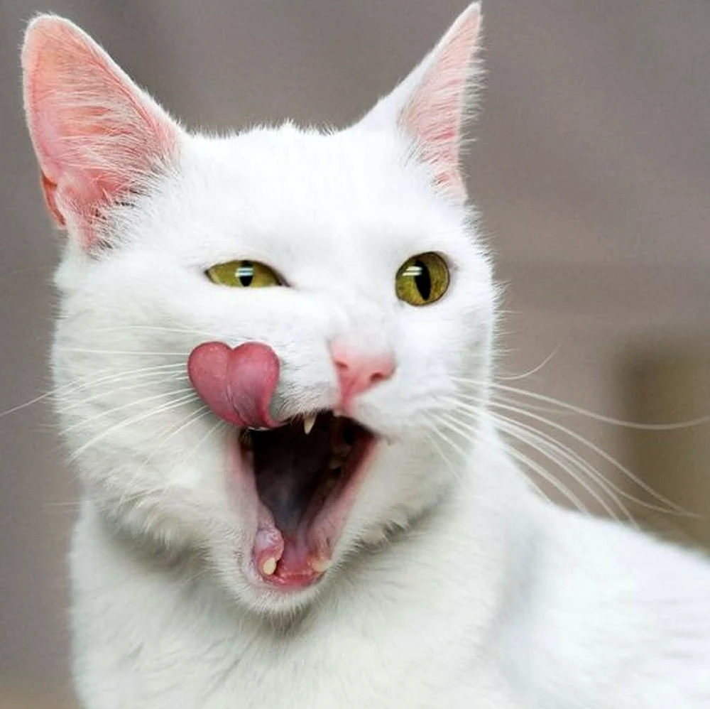 Смешной белый кот