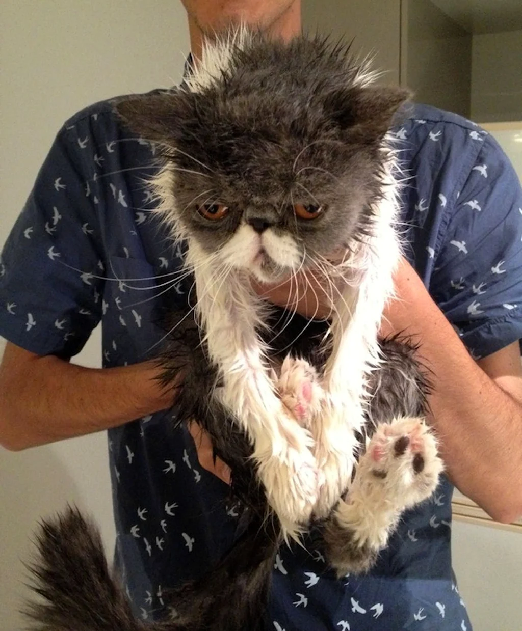 Смешной мокрый кот