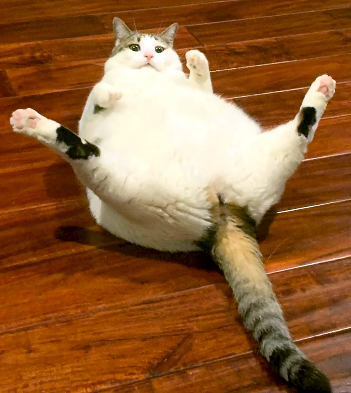 Смешной толстый кот