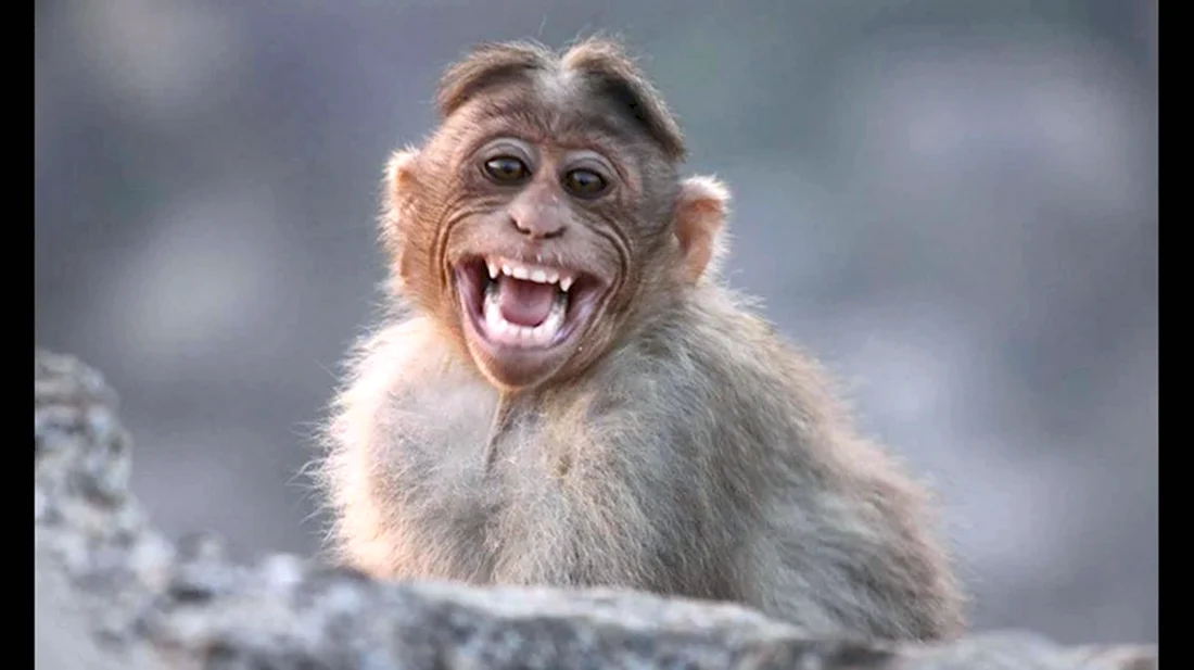 Смешные обезьянки