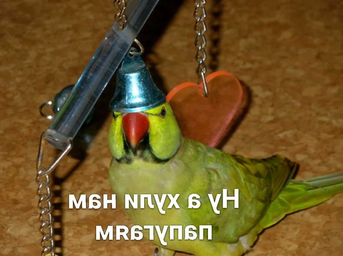 Смешные ожереловые попугаи