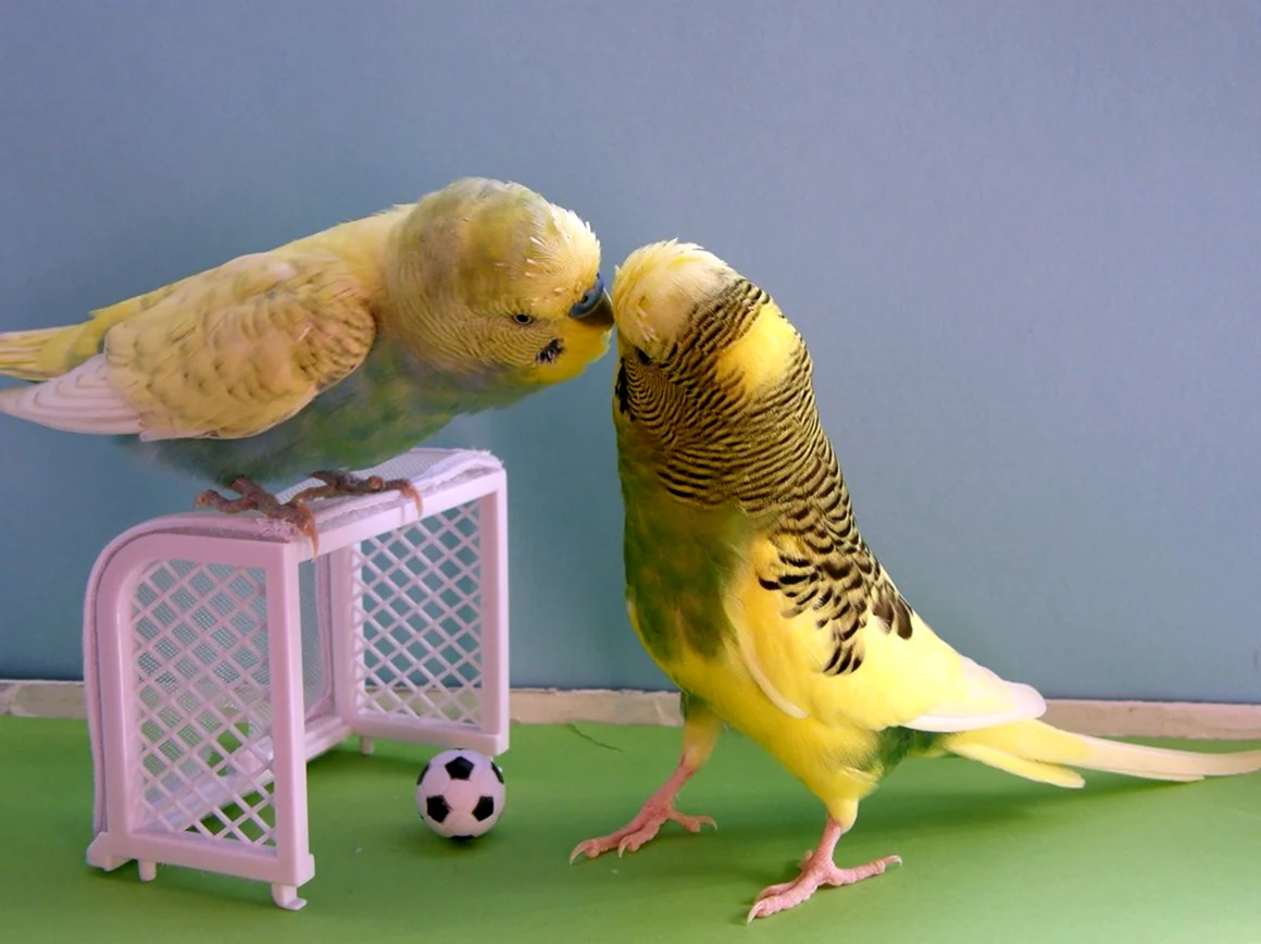 Смешные попугаи волнистики