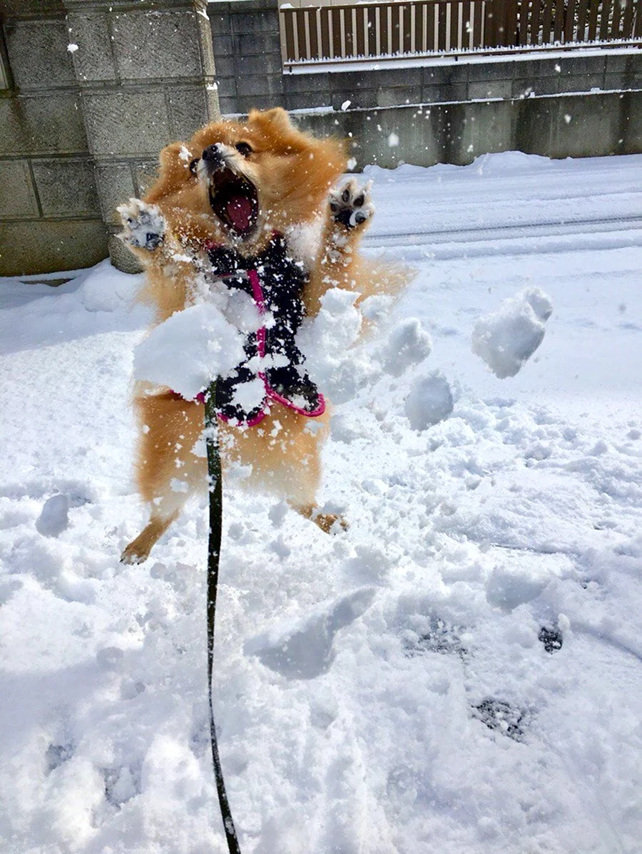 Смешные собаки в снегу