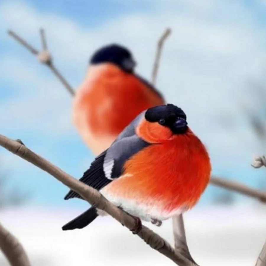 Снегири и певчие птицы
