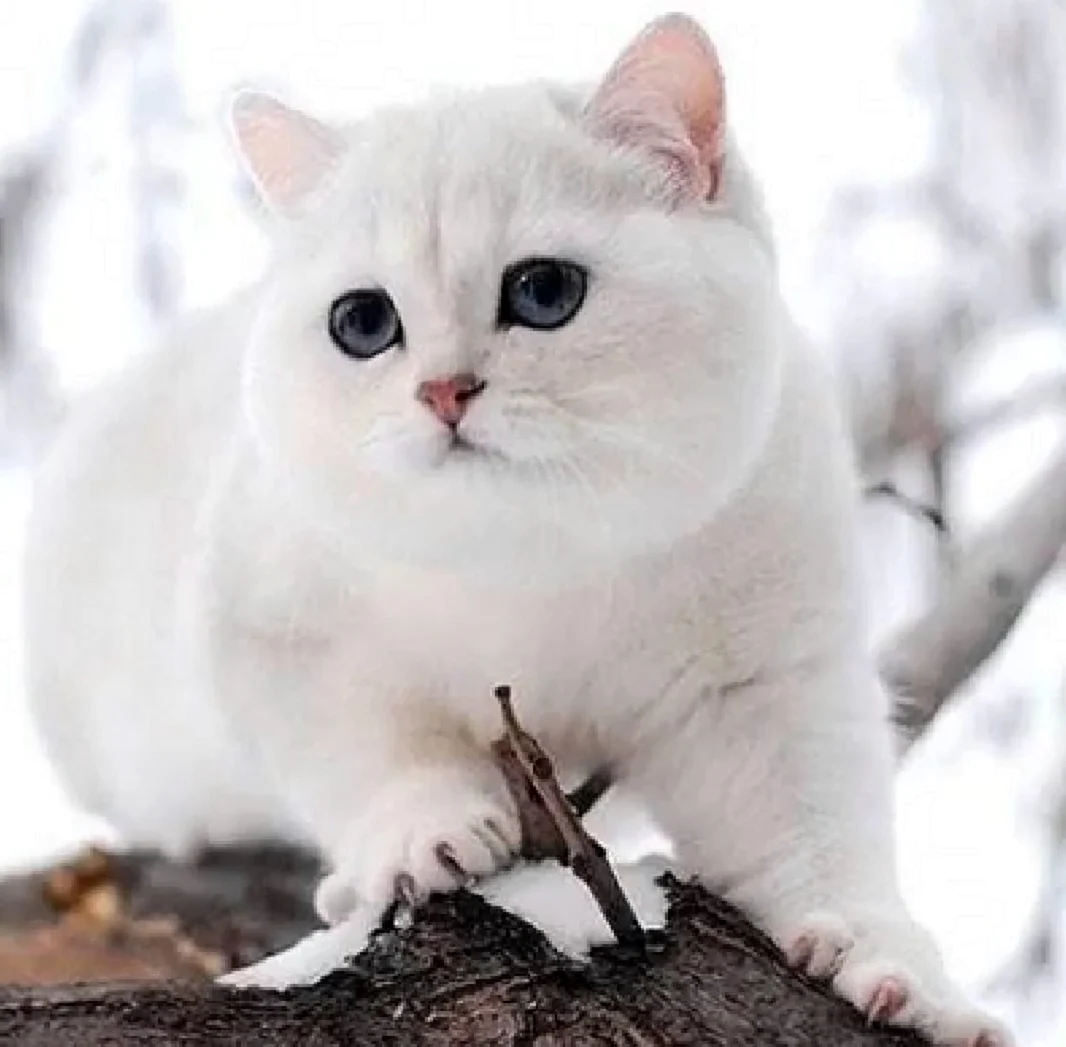 Снежная шиншилла кошка