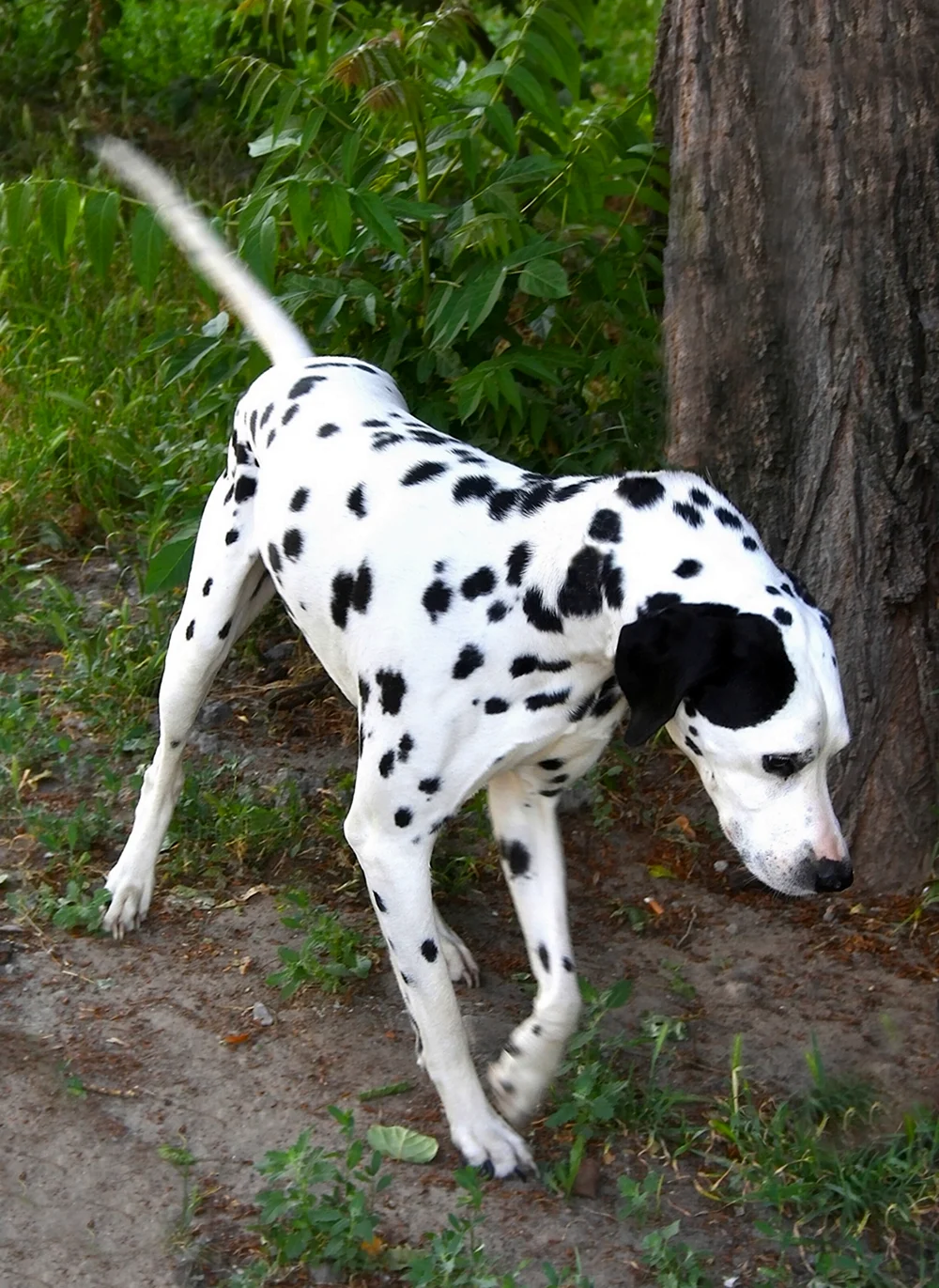 Собака белая с черными пятнами