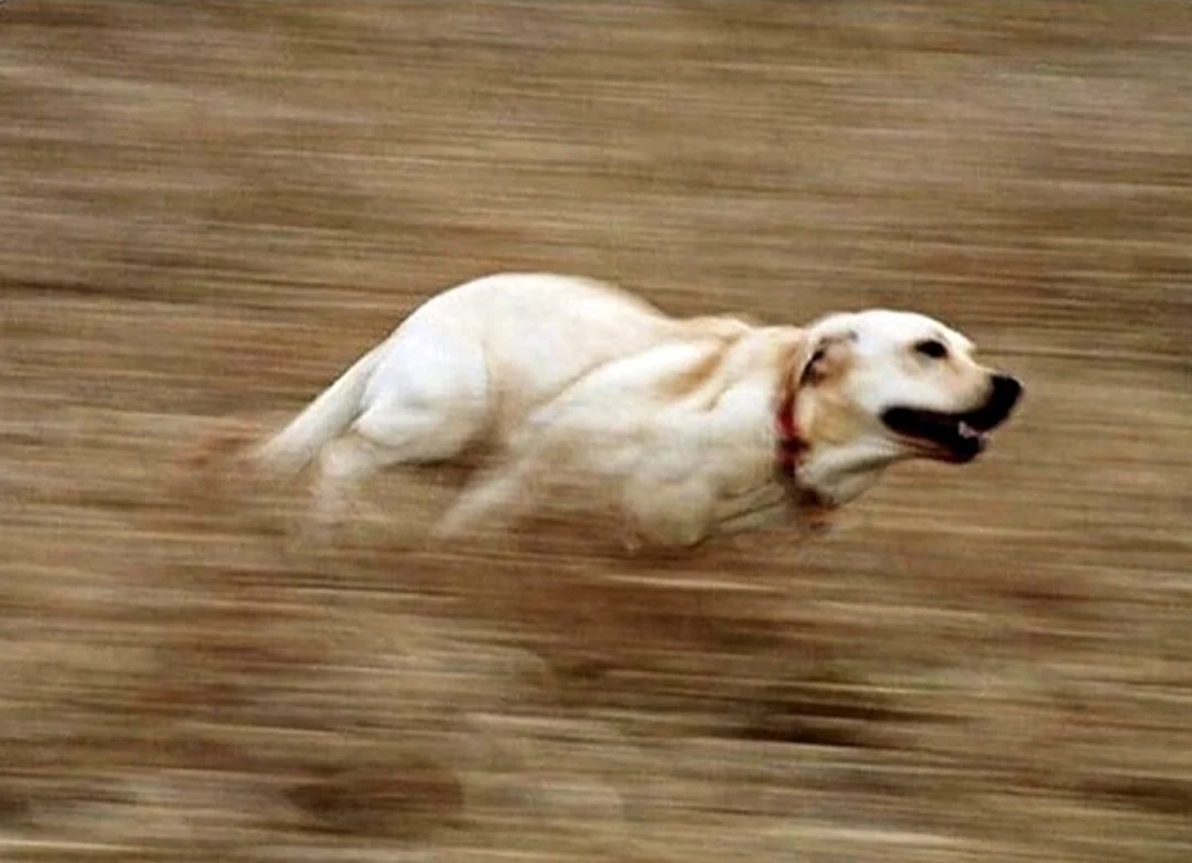 Собака бежит