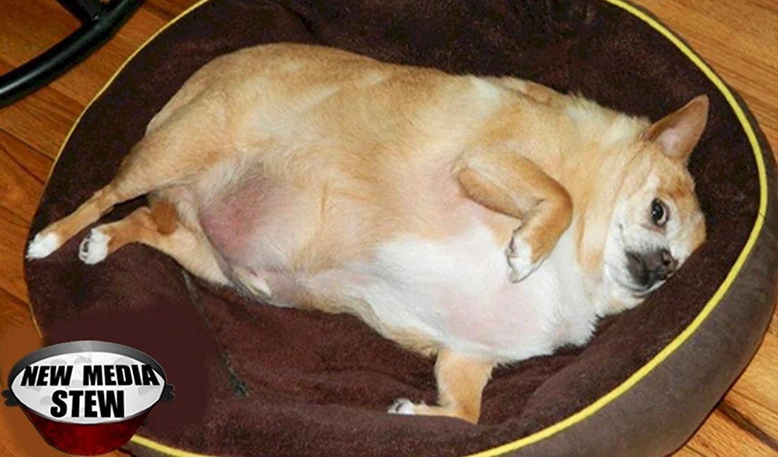 Собака чихуахуа толстая