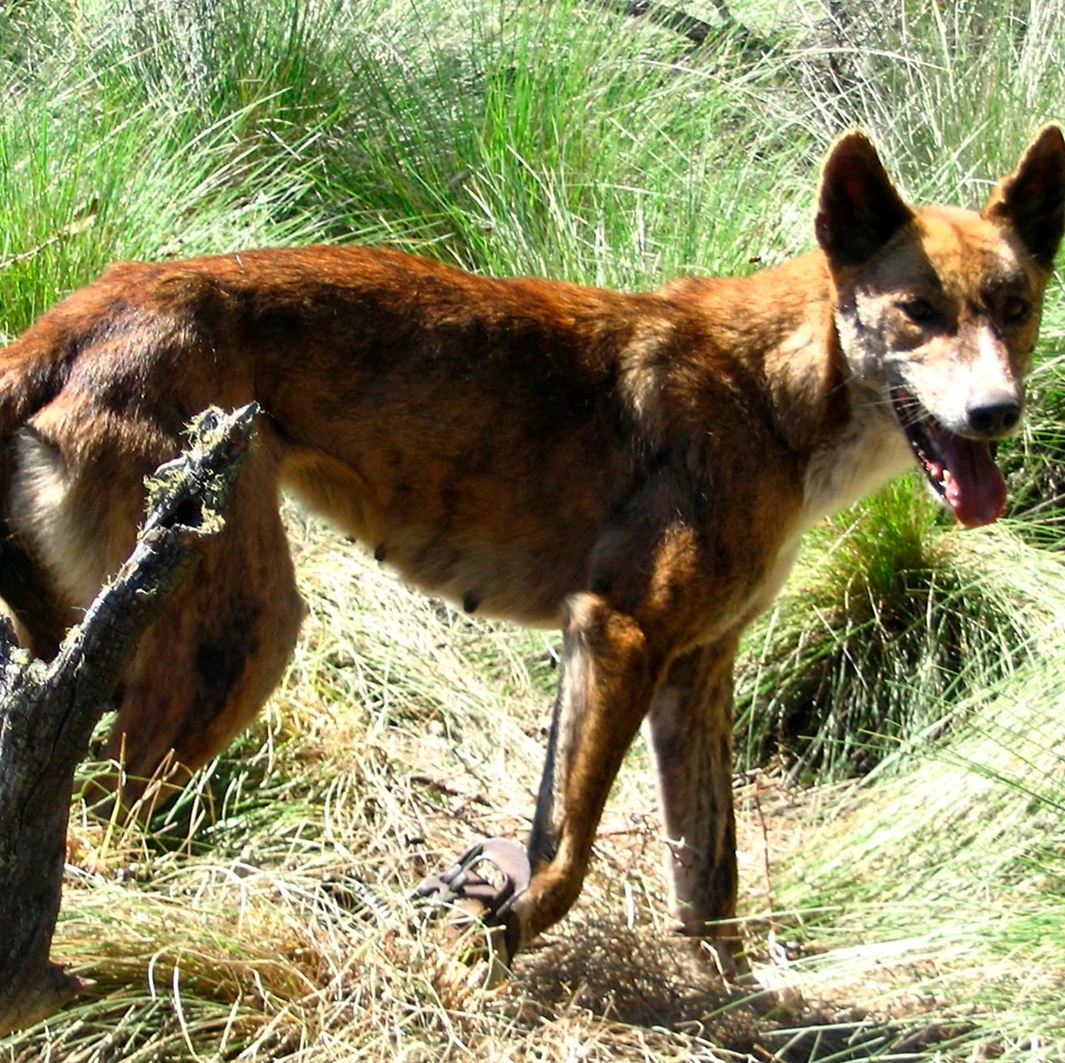 Собака Динго в Австралии