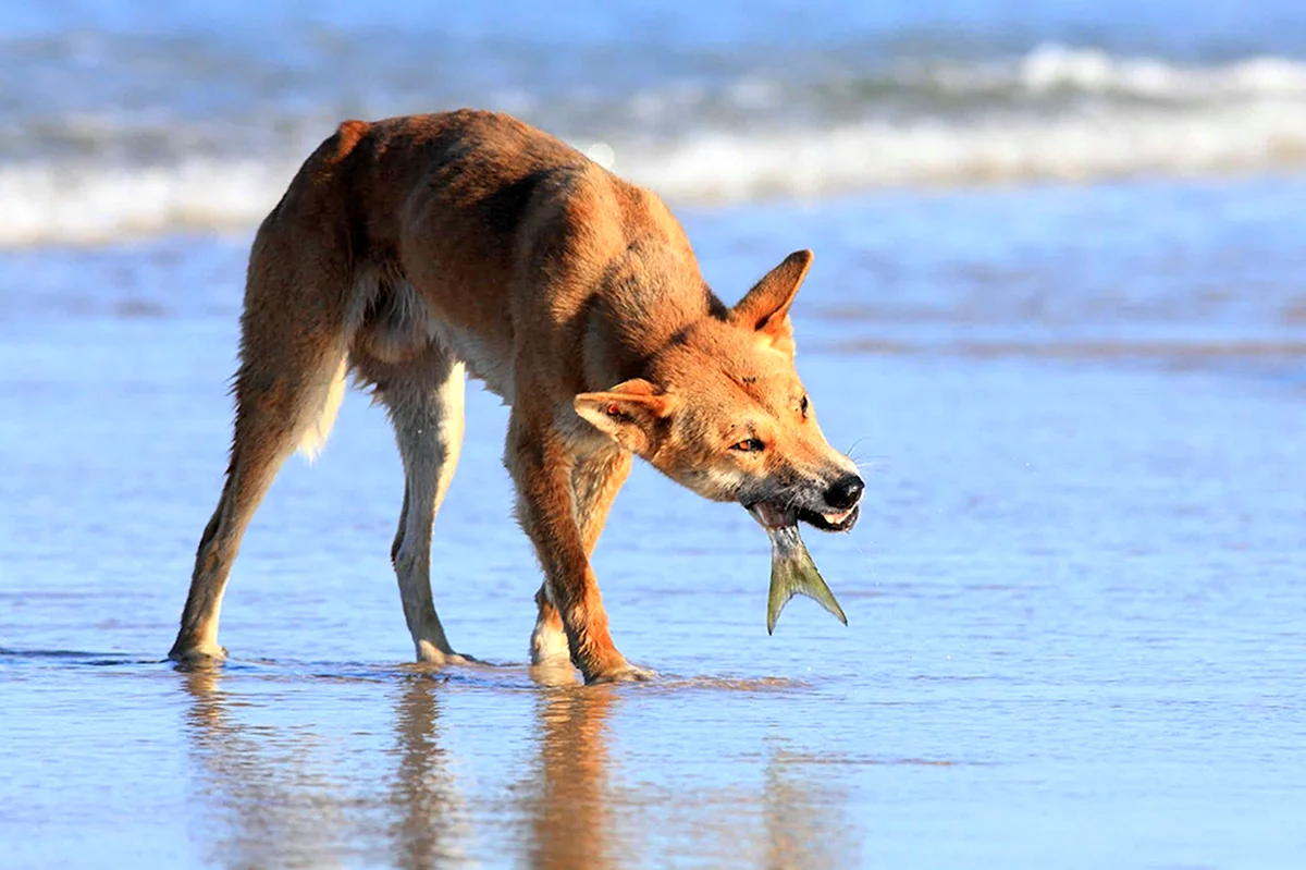 Собака Динго в Австралии