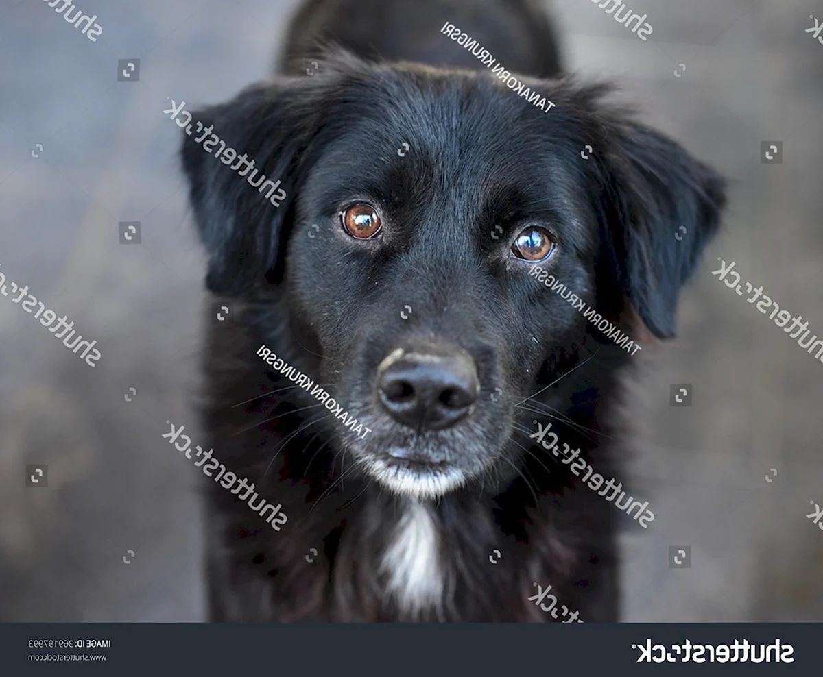 Собака дворняжка черная