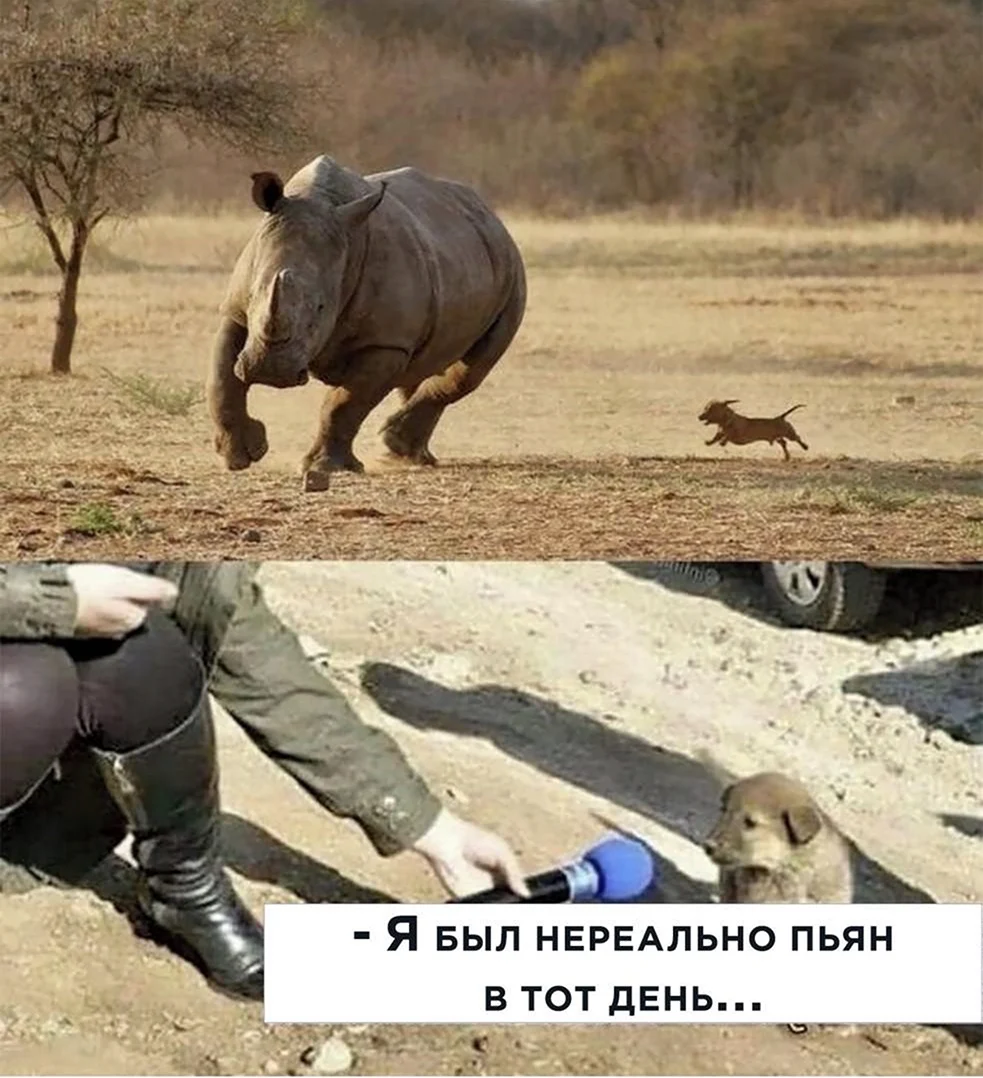 Собака гонится за носорогом