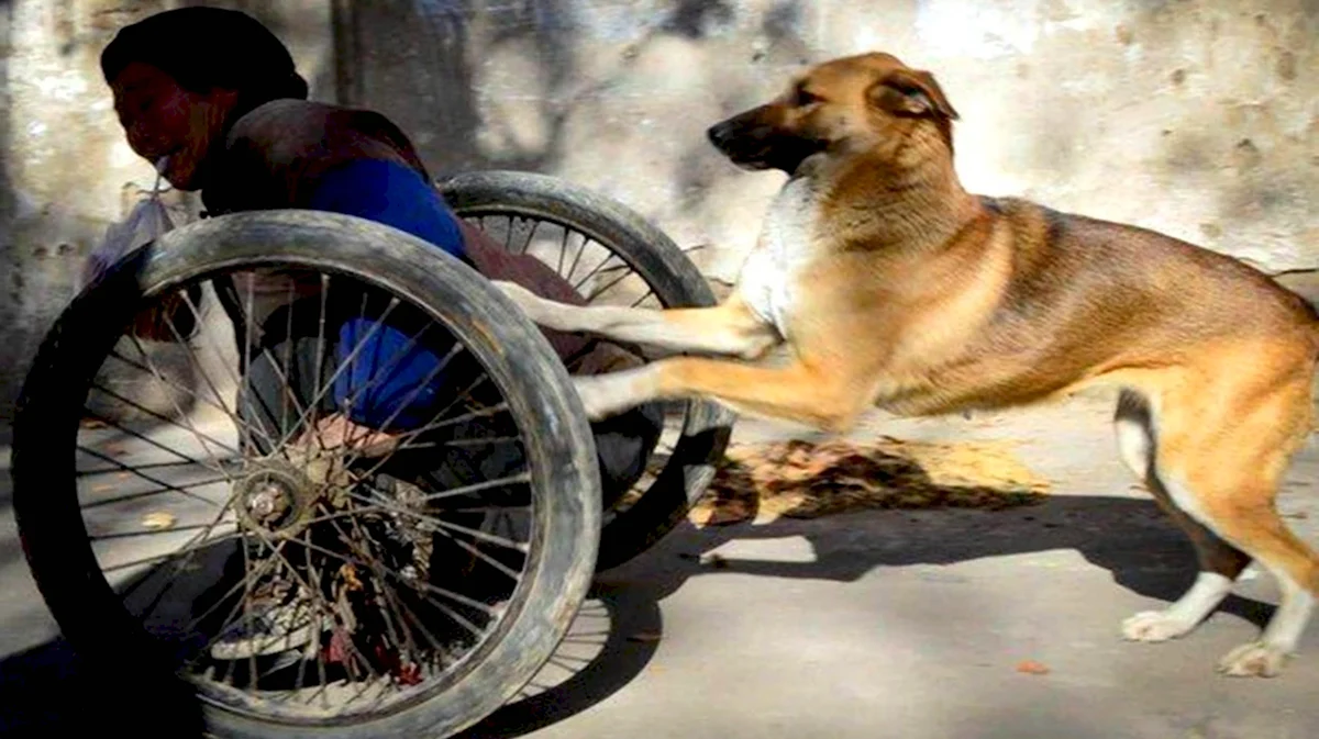 Собака инвалид