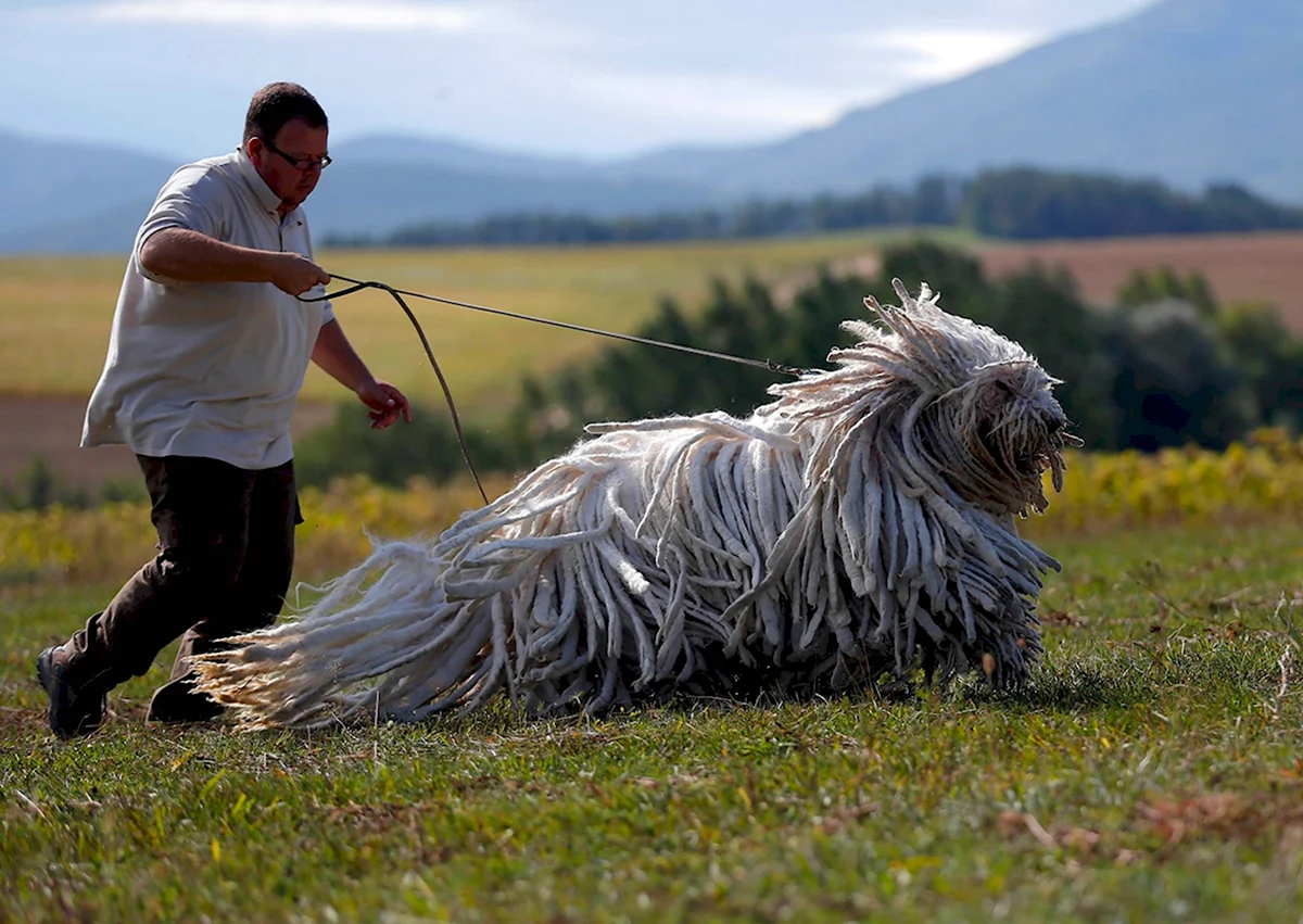 Собака Комондор венгерская овчарка