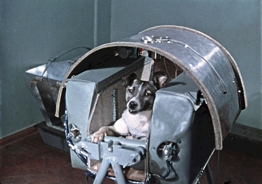 Собака лайка 1957