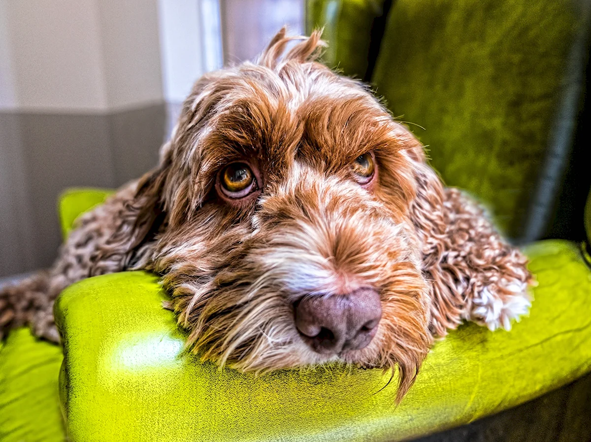Собака на зеленом диване