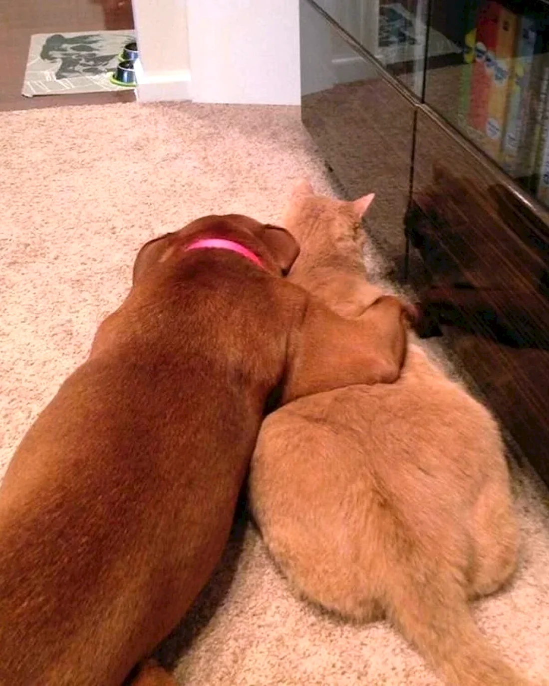 Собака обнимает кошку
