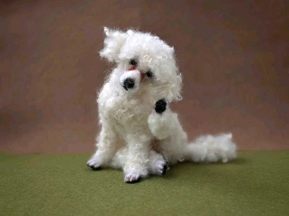 Собака похожая на игрушку пудель