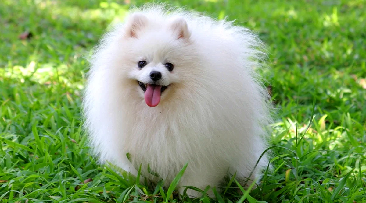 Собака померанский шпиц белый