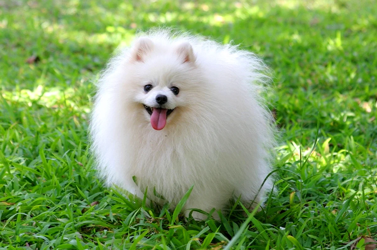 Собака померанский шпиц белый