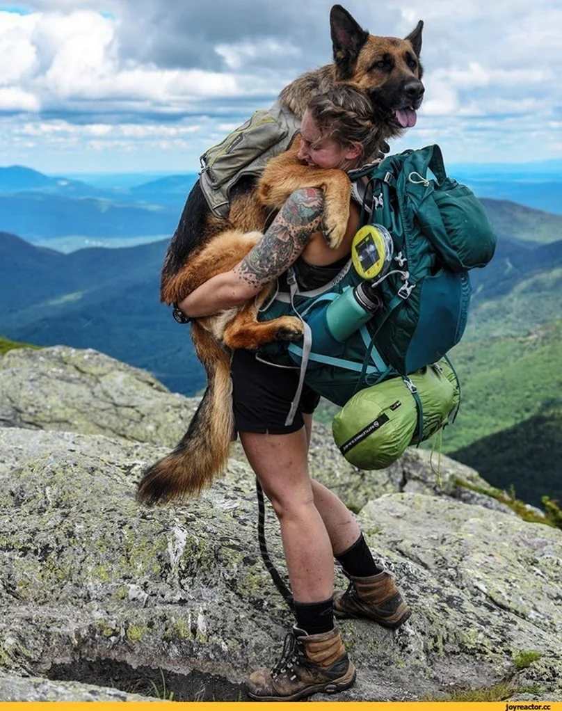 Собака путешественник