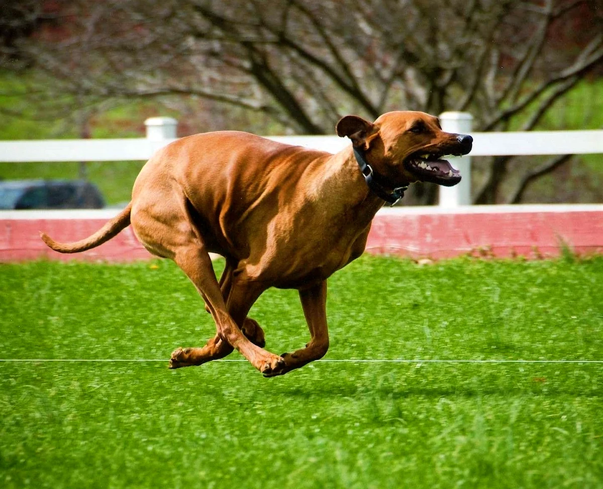 Собака Родезийский риджбек на охоте