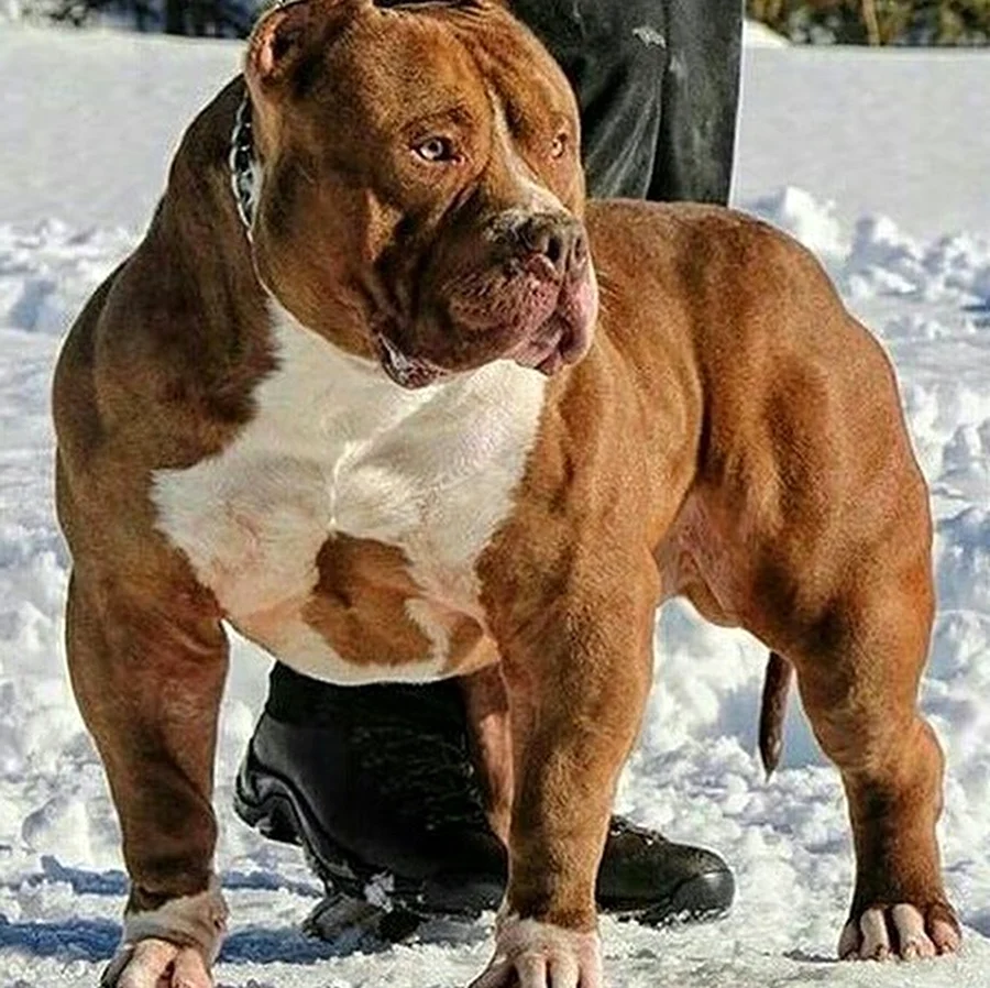 Собака с большими мышцами