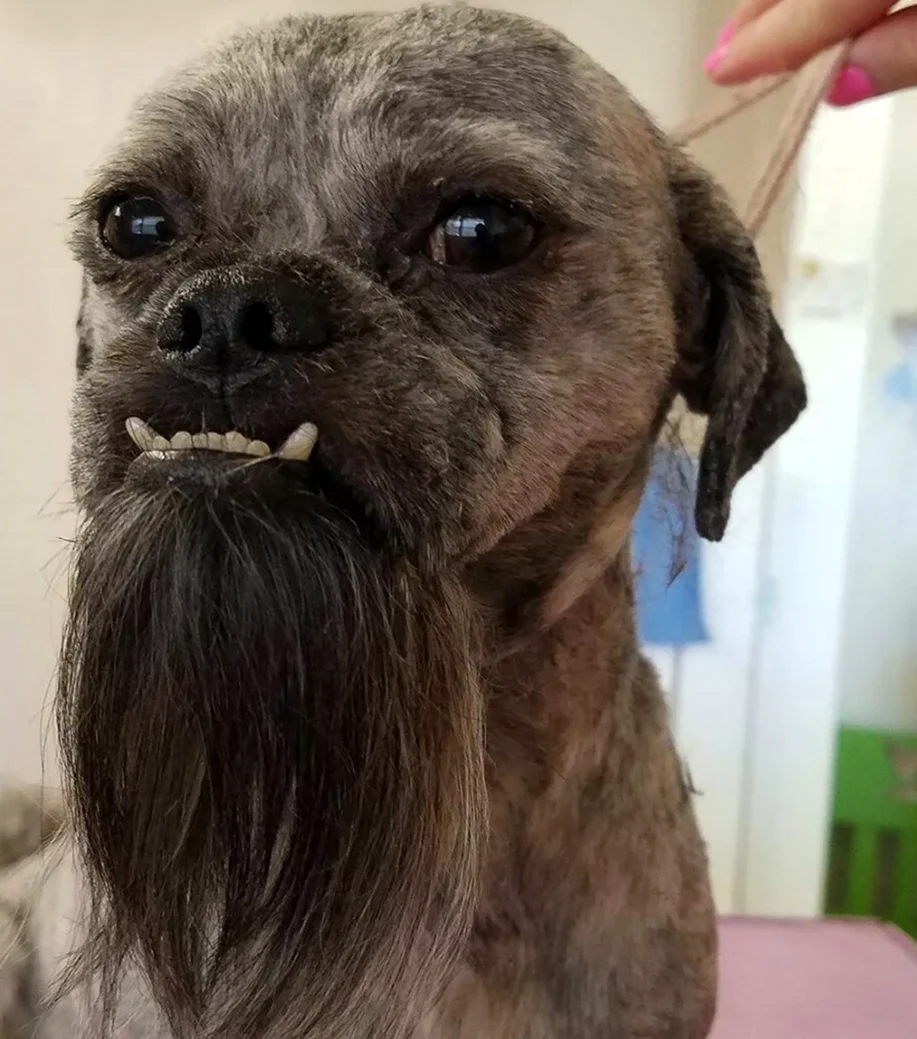 Собака с бородой