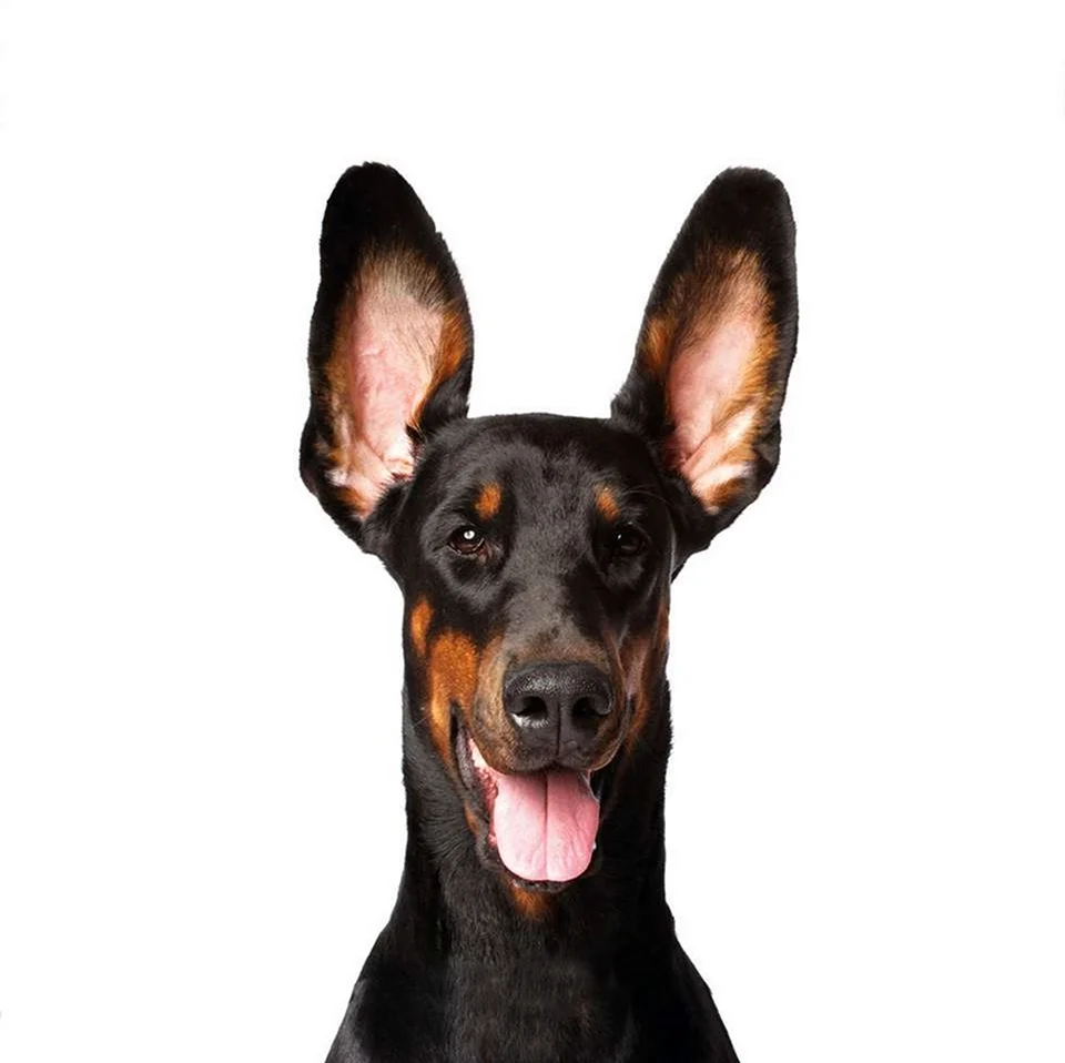 Собака с длинными ушами стоячими