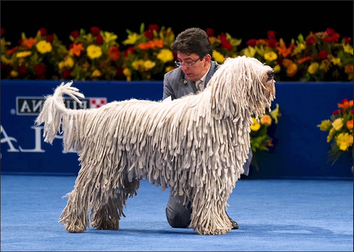 Собака с дредами на выставке