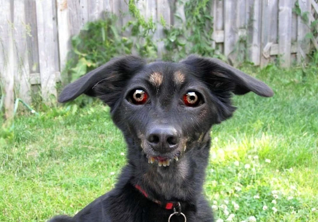 Собака с косыми глазами
