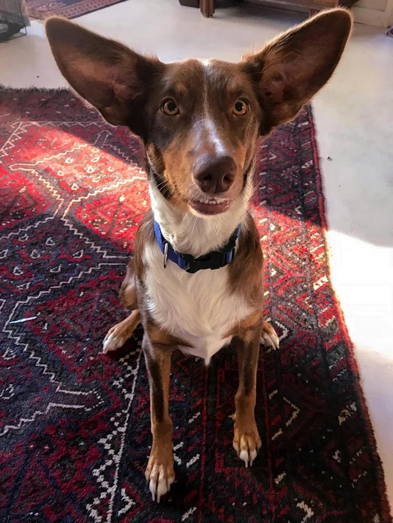 Собака с огромными ушами