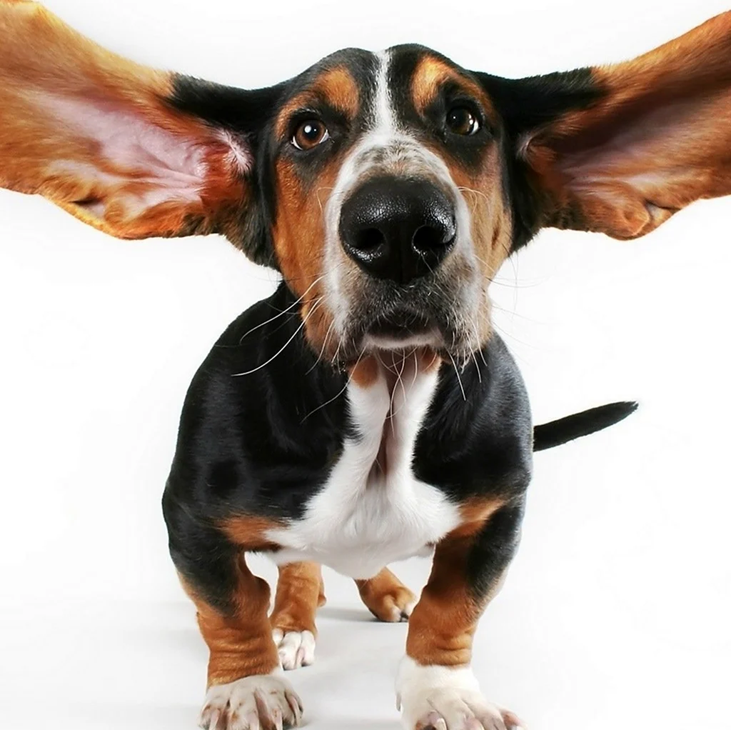 Собака с огромными ушами
