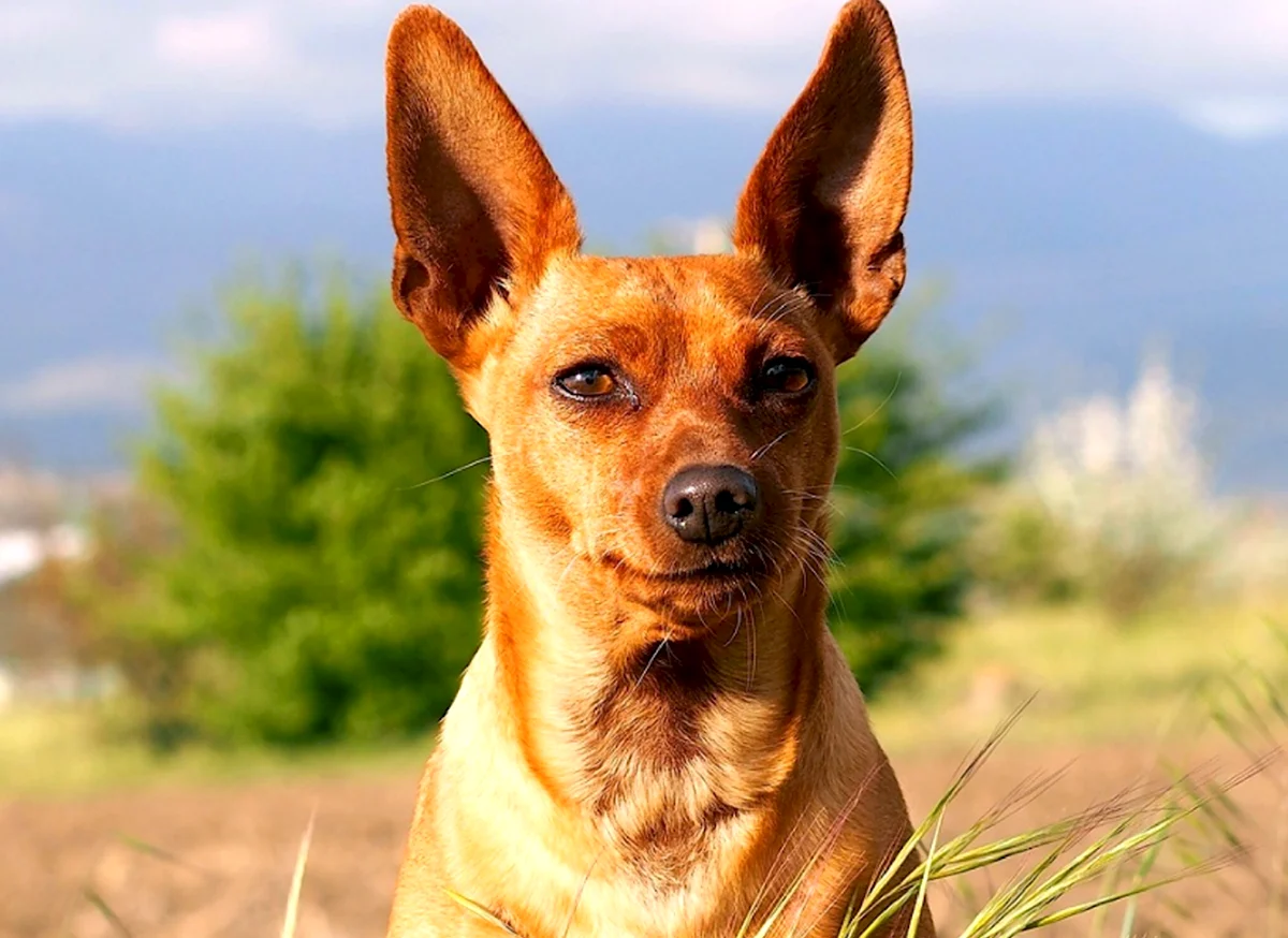 Собака с торчащими ушами