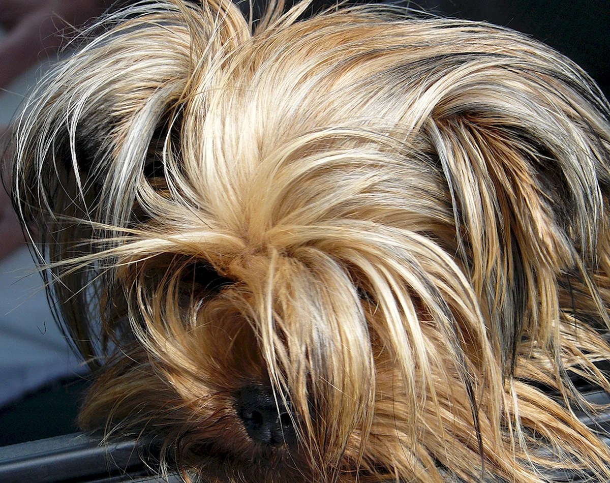 Собака с волосами