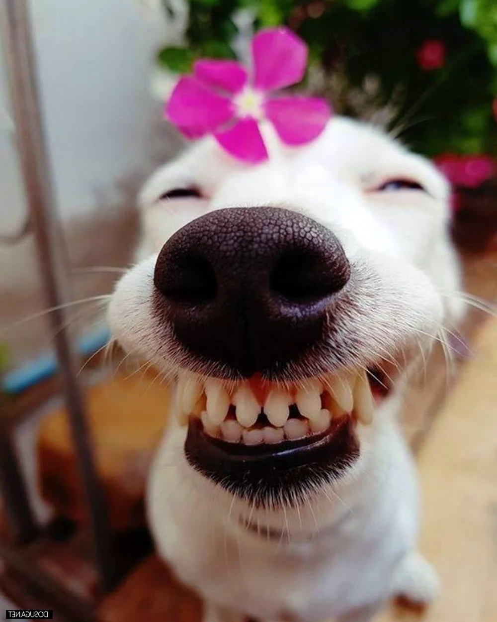 Собака улыбается