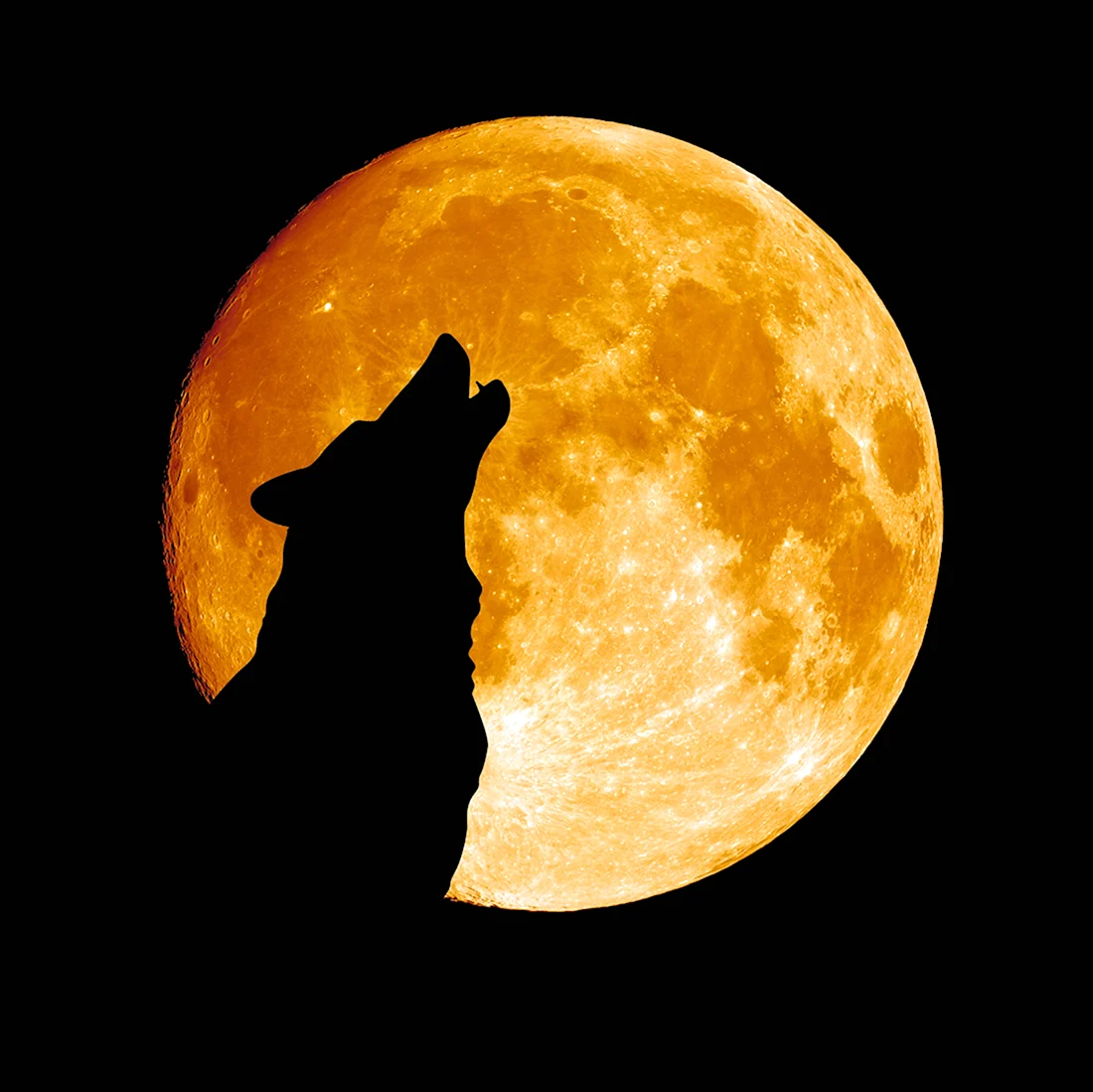 Собака воет на луну