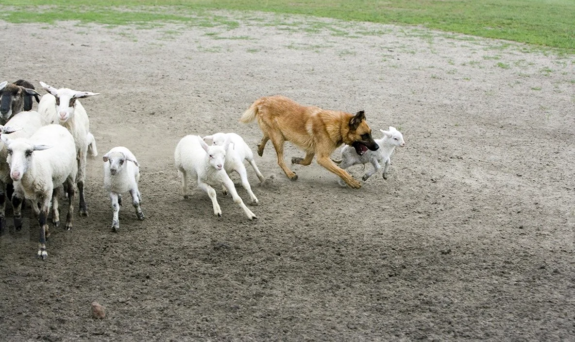 Собака загоняет овец
