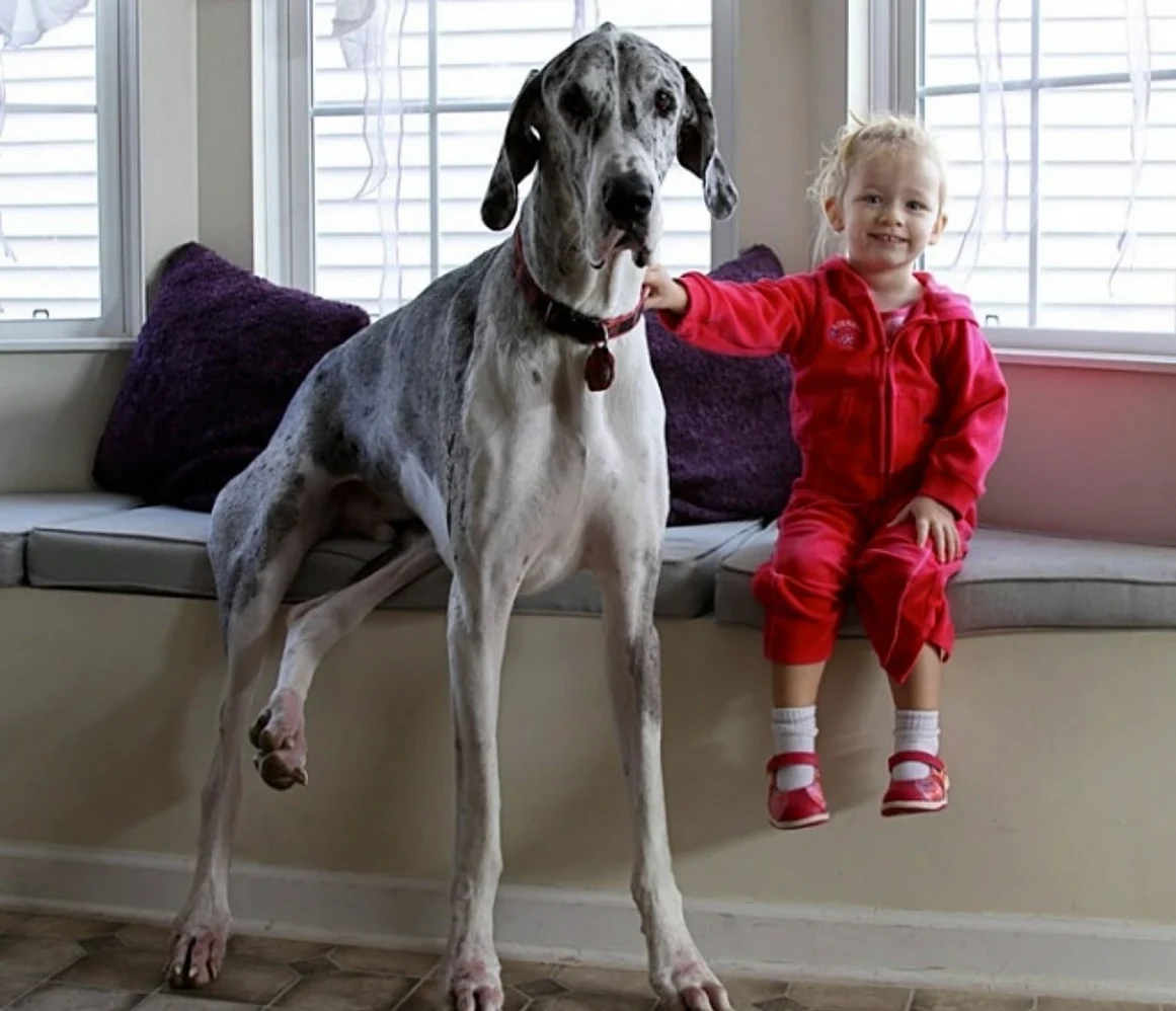 Собаки большие и маленькие