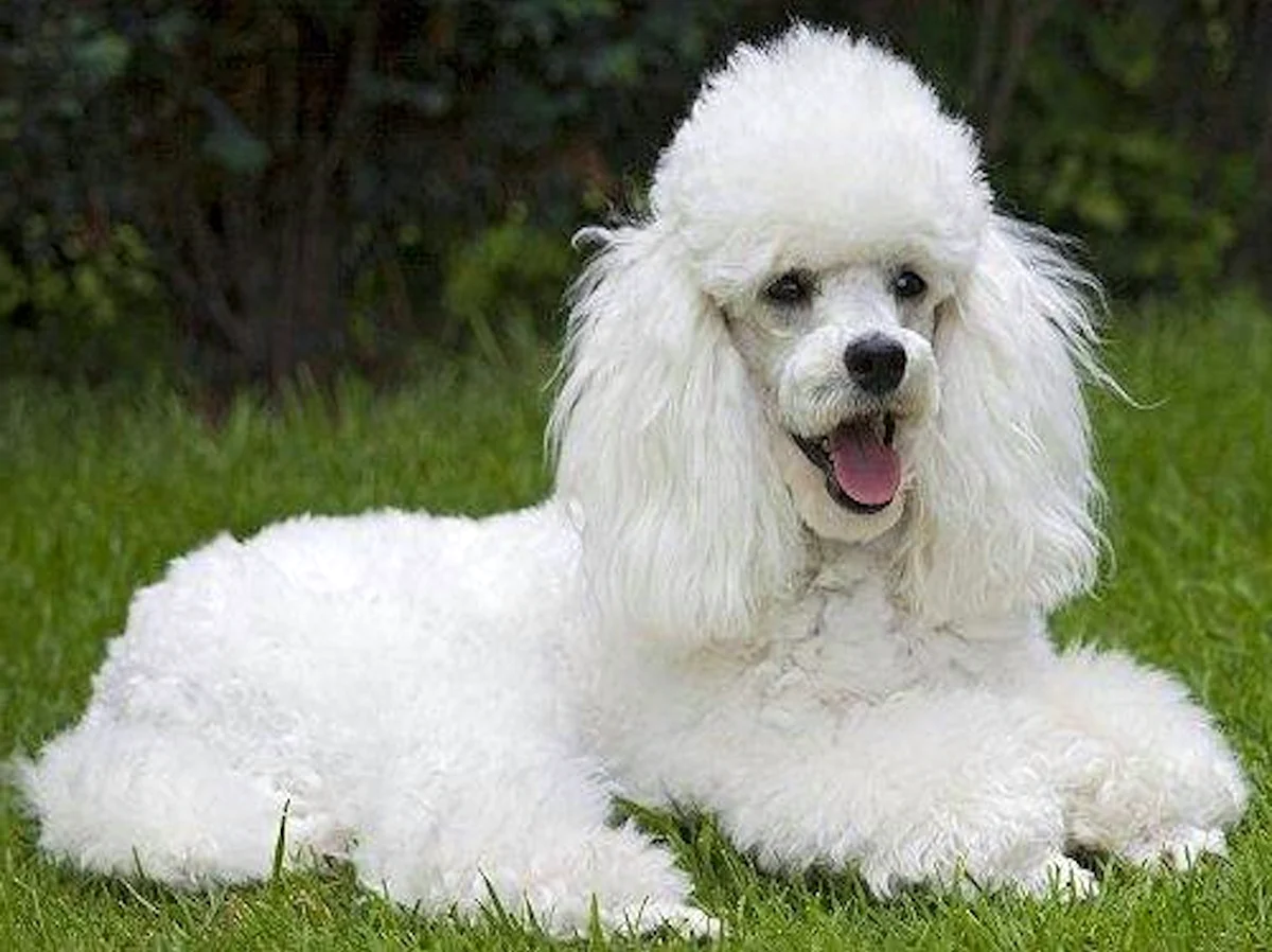Собаки Карликовые Пудели белые порода