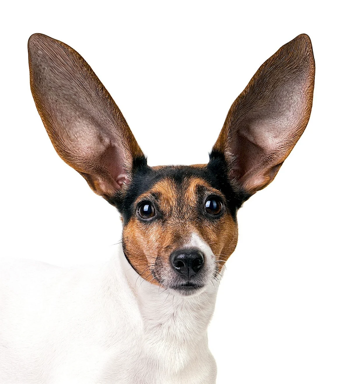 Собаки с большими ушами стоячими