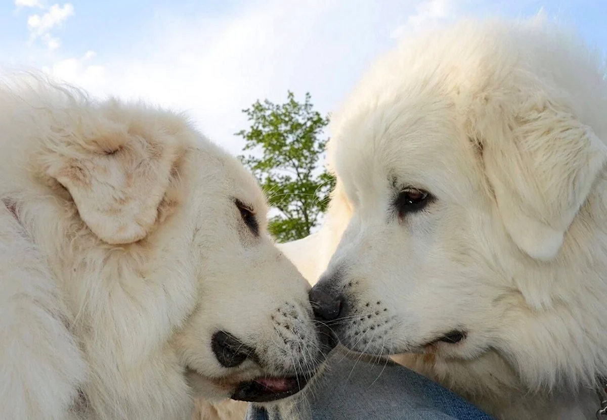 Собаки целуются