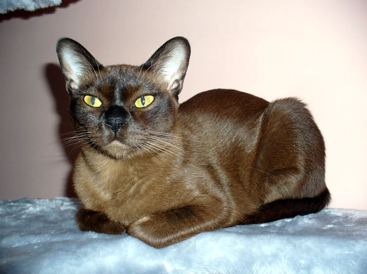 Соболиная Бурманская кошка