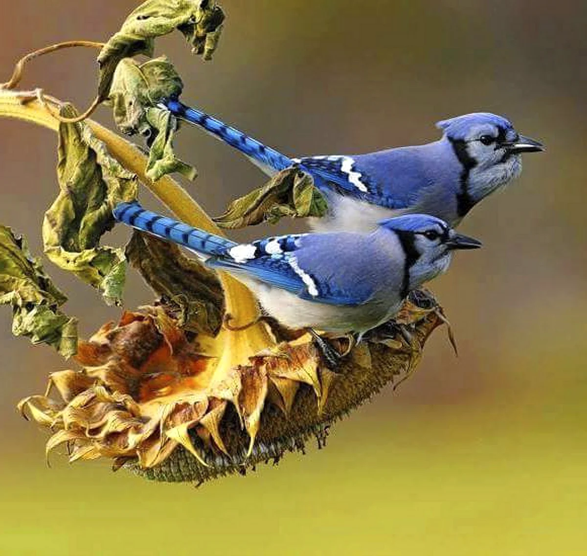 Сойка голубая гнездование